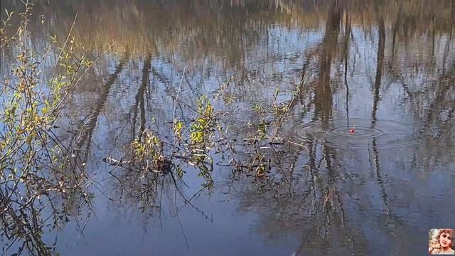 Тот я ещё рыбак...😂🎣🤔 закрываем сезон рыбалки