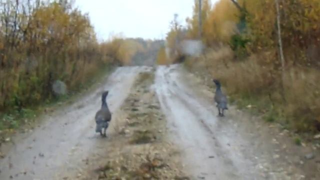 Глухари