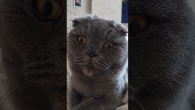 #cat #видео #spring #catlover #shortvideo #shots #котик #мем #кот #video #memes #meme #smile #like