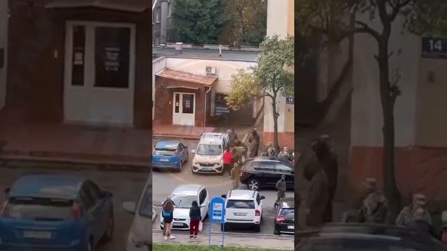 Нападение свиней на одну овцу толпой во Львове