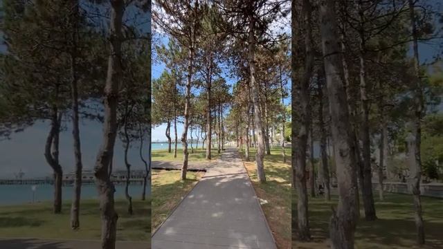 Sunny forest by the Black Sea #nature  #blacksea #abkhazia