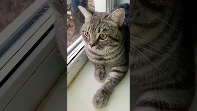 Вот оно счастье!  кот Сеня#shorts_video #cat