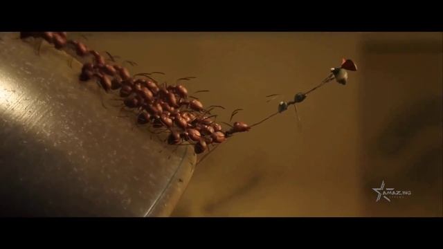 Букашки 2 — Русский трейлер (2019) 60 FPS