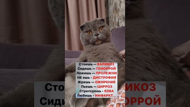 #spring #cat #видео #котик #shortvideo #catlover  #shots #юмор #kitten #blogger #blog #shortsvideo