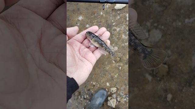 Что это за рыба?