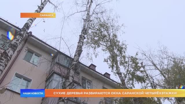 Сухие деревья разбираются окна саранской четырёхэтажки