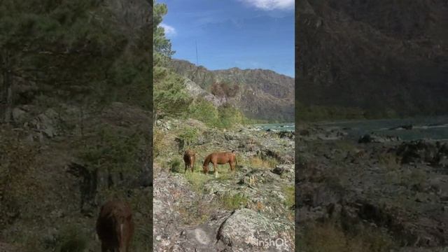 Верблюды и лошади пасутся в горах на Алтае. Совсем одни.