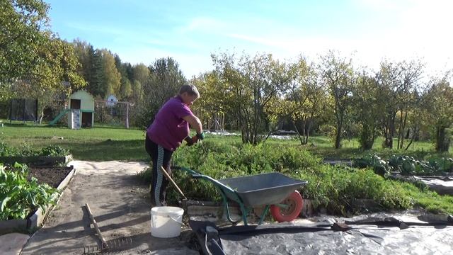 Навожу порядок в огороде перед зимой.  Квашение капусты. (2024)