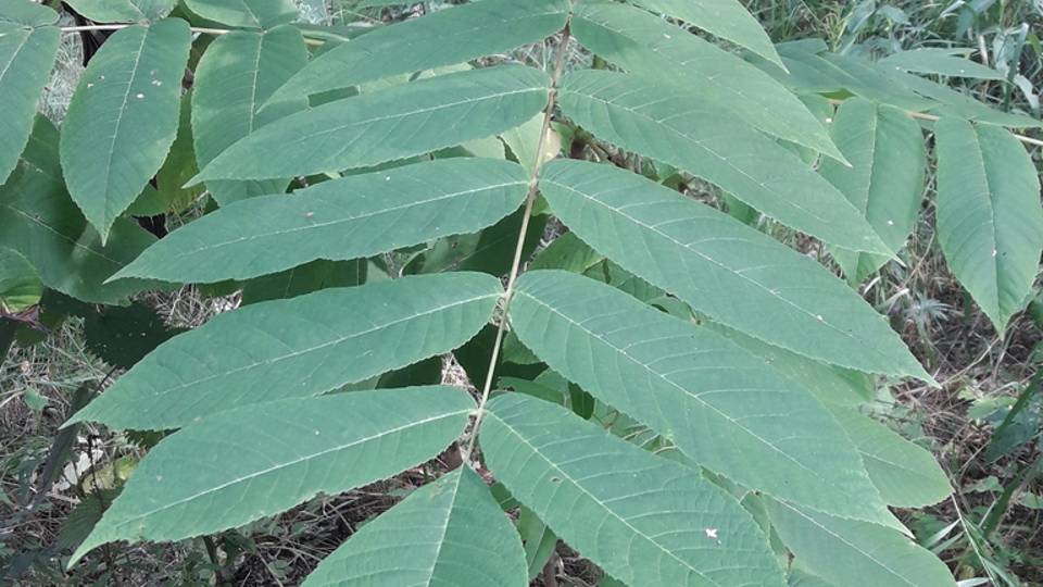 186. Орех маньчжурский - Juglans mandshurica