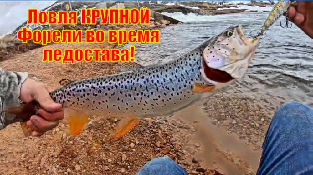 Ловля КРУПНОЙ Форели во время ледостава!