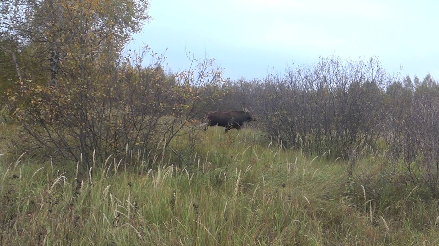 Охота с лайками Крупный лось вылетел в лоб Hunting with huskies. A large elk almost knocked me down