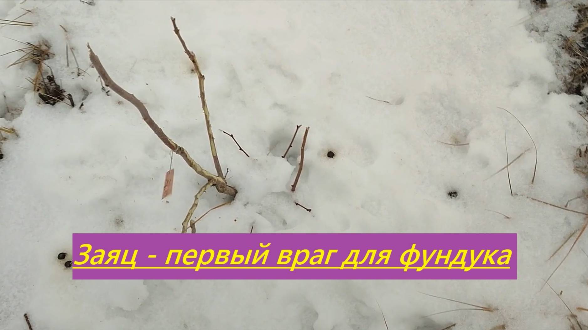 Заяц - враг страшнее хруща и долгоносика