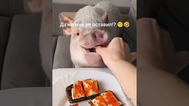 Даже мне не оставил!? 🤣