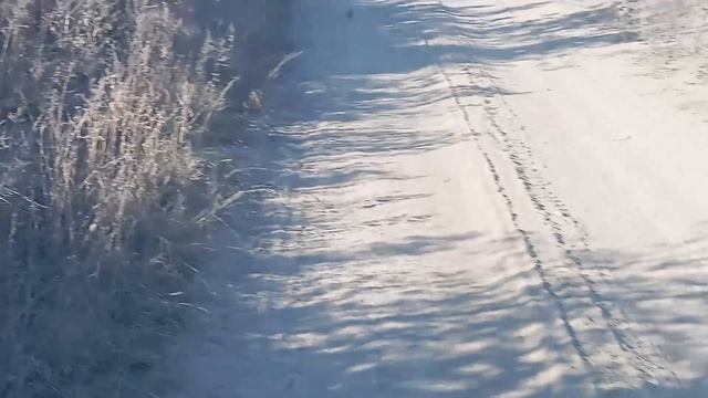 Мерседес Актрос 4144. Сороконожка на картошке.