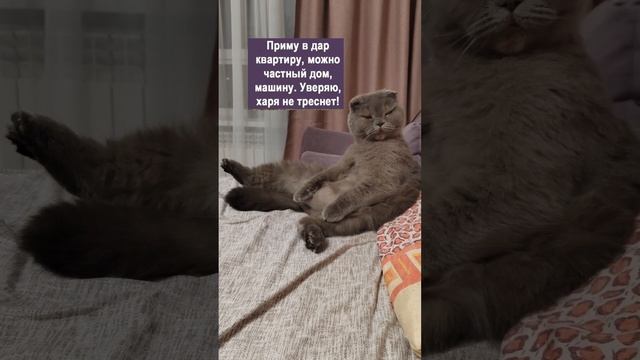 #shortvideo #cat #видео #кот #spring #diy #shots #wood #woodworking #like #live #likeforlikes #blog