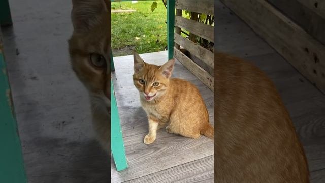 Рыжий котик