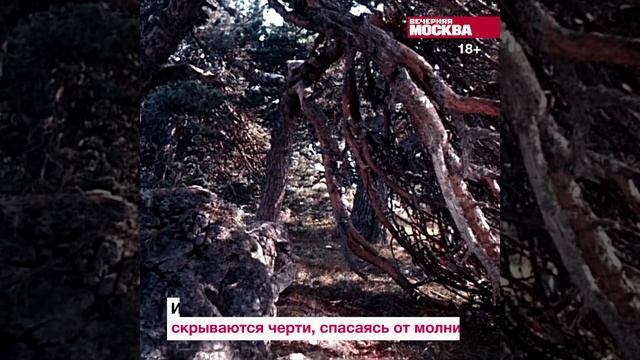 Легнды про грибы // Вечерняя Москва