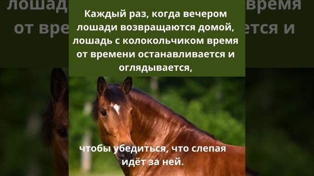 слепая ,но друг