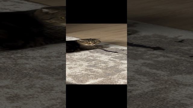 ЧЕССИ🐯Я ТЕБЕ НЕ БУДУ ПОЗИРОВАТЬ