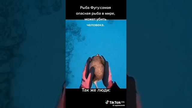 ядовитая рыбка