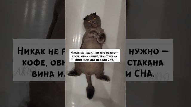 #cat #видео #кот #spring #cute #funny #прикол #catlover #мем #котик #юмор #shortvideo #shorts #shots