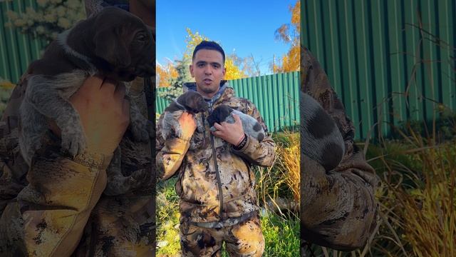 🐶 Щенки дратхаара