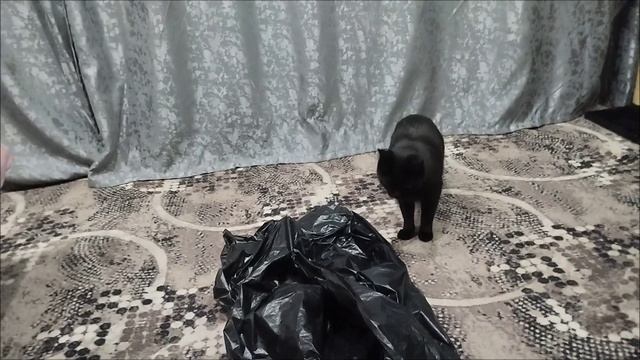 ваши озорники тоже любят пакеты 🩴?🐈⬛🐈⬛🐈⬛🐈⬛