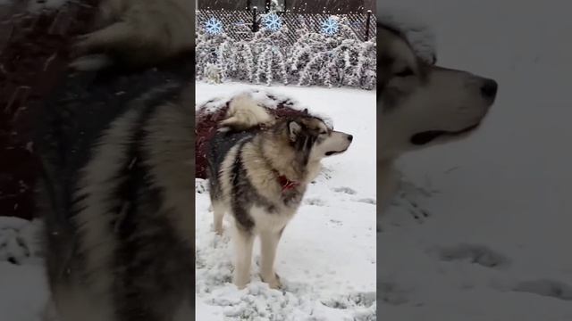 С Покровом❄И первым снегом❄