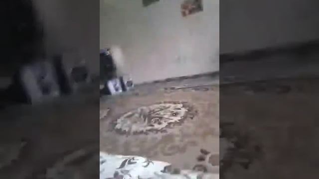 Дразнилки
