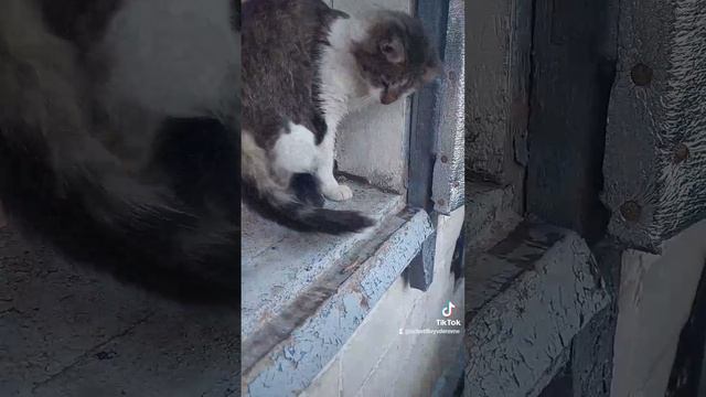 Раааазбууудиили