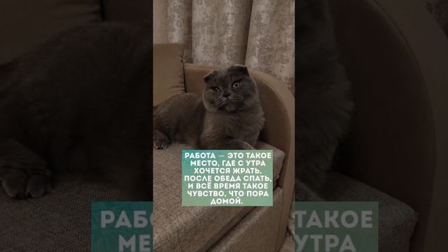 #работа #котики #юмор #cute #catlover #funny #spring #kitten #кот #animals #cat #доминик  #приколы
