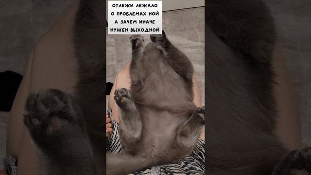 отлежи лежало#выходной #pets #cat #котики #cute #юмор #catlover #funny #кот #kitten #spring #animals