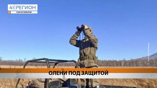 ПОД УСИЛЕННОЙ ОХРАНОЙ НАХОДИТСЯ ЕДИНСТВЕННОЕ КРУПНОЙ СТАДО ОЛЕНЕЙ НА КАМЧАТКЕ • НОВОСТИ КАМЧАТКИ