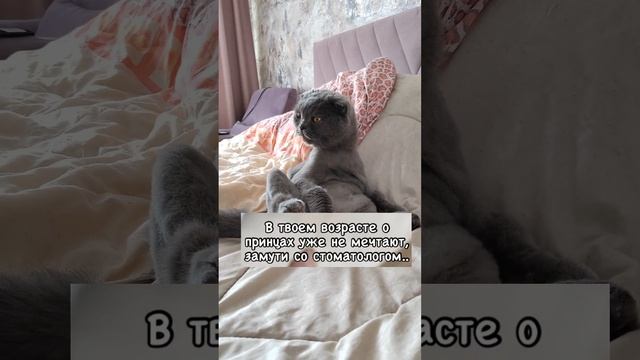 #shortvideo #shots #cat #spring #кот #видео #котик #юмор #blogger #blog #like #likeforlikes #likes