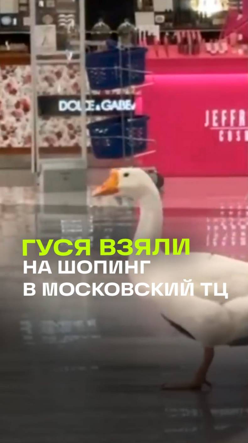 Если на шопинг, то с другом: женщина отправилась за покупками в ТЦ Мега Белая Дача в компании гуся