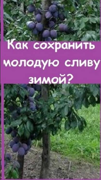 Сливу, которая каждый год вымерзает, упаковала в кокон на зиму - показываю, как она будет зимовать