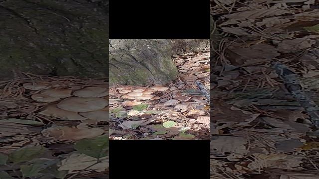 осенние грибы
