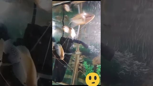 Немного успокаивающего видео рыбками🐟вам в ленту😍