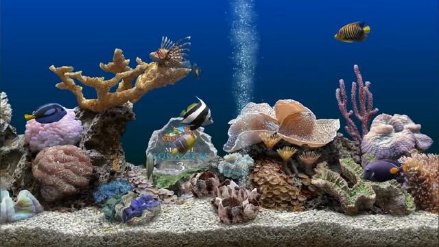 Marine Aquarium 3 screensaver Awesome beauty and visuals