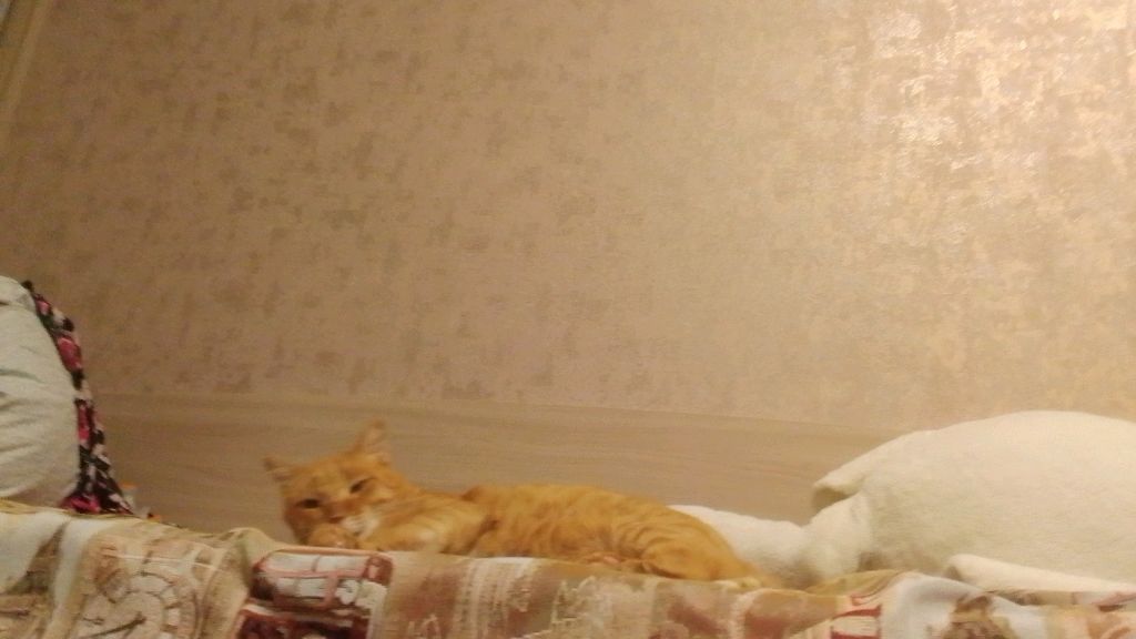 котик