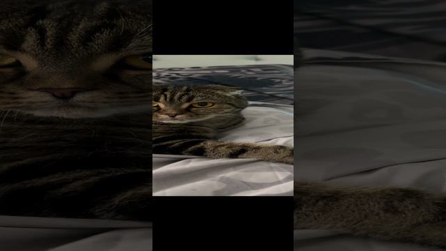 ЧЕССИ🐯ЛЕЖУ И НАБЛЮДАЮ