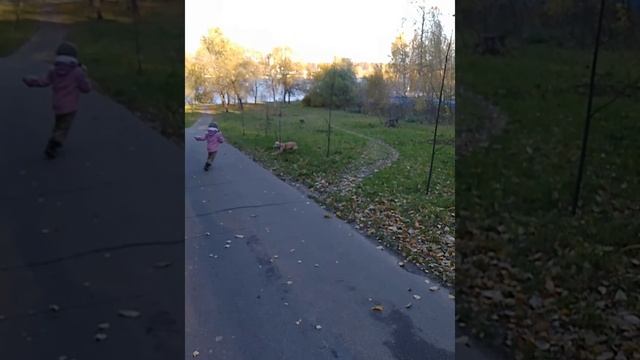 Золотая осень🍁🍂
Мия и Тай ❤🧡💛