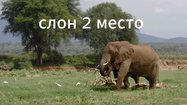 топ 5 животных