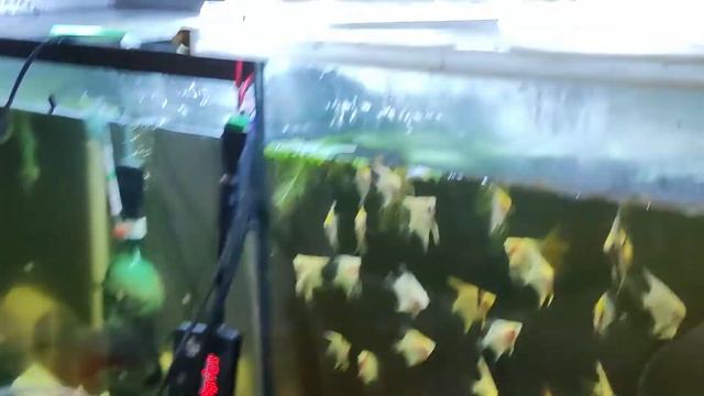 Личинка Скалярии сходит с пластины, обход по разводне  и смотрим бассейн😉