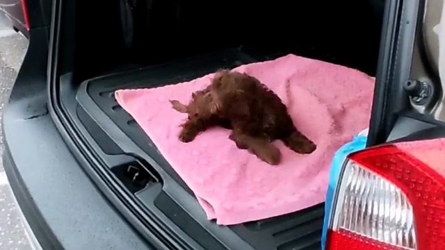 Первая встреча🦮🥰