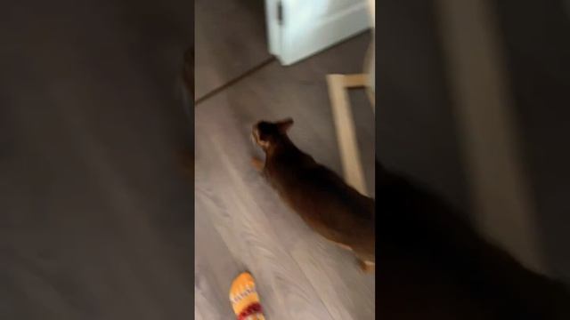 Играем с абиссинцем  #austin #cat #fun #love #abyssiniancat