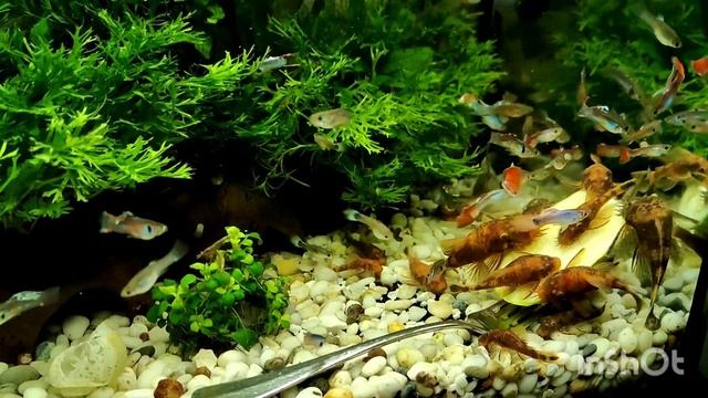 Кормление леопардовых анциструсов кабачком в аквариуме с самцами гуппи