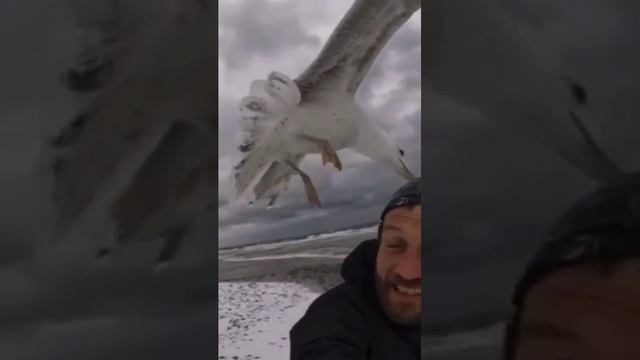 Чайка чудит
