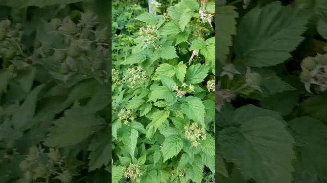 video_2024-10-16_08-07-25