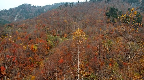 Осень 🍁 пришла